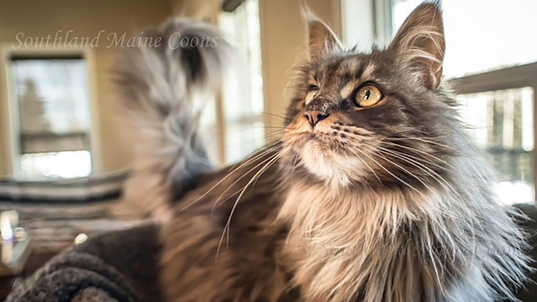 Maine Coon Cat Gin