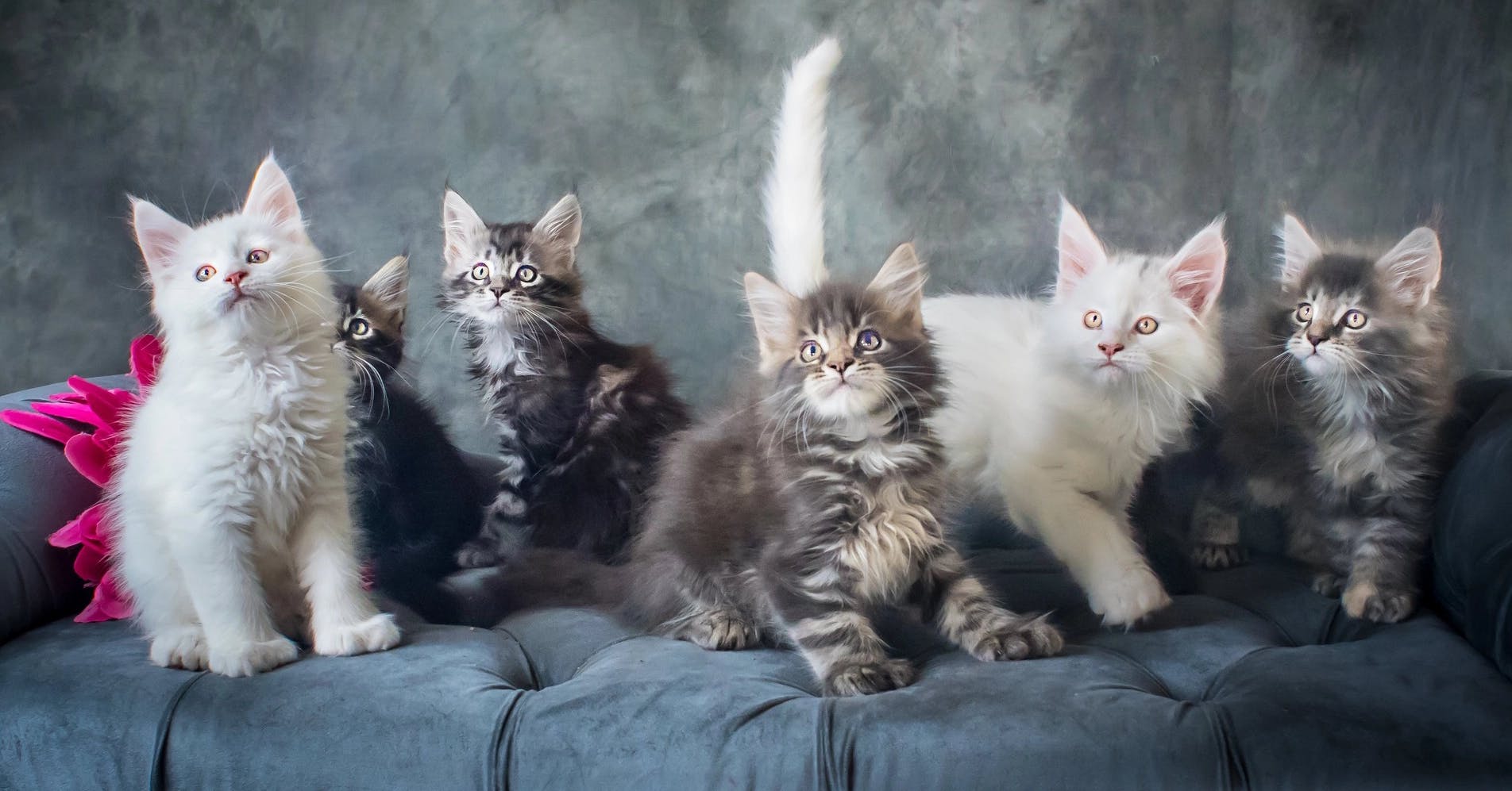 Kittens ready for adoption